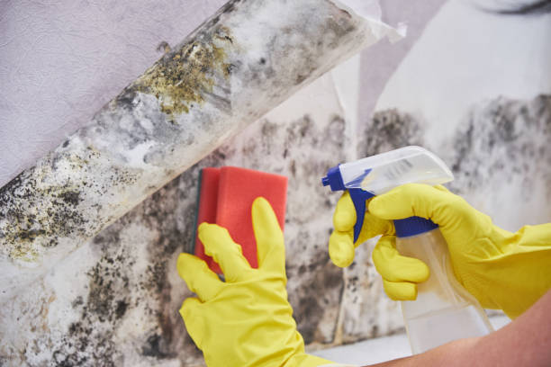 Best Black Mold Removal  in Rock Island, WA